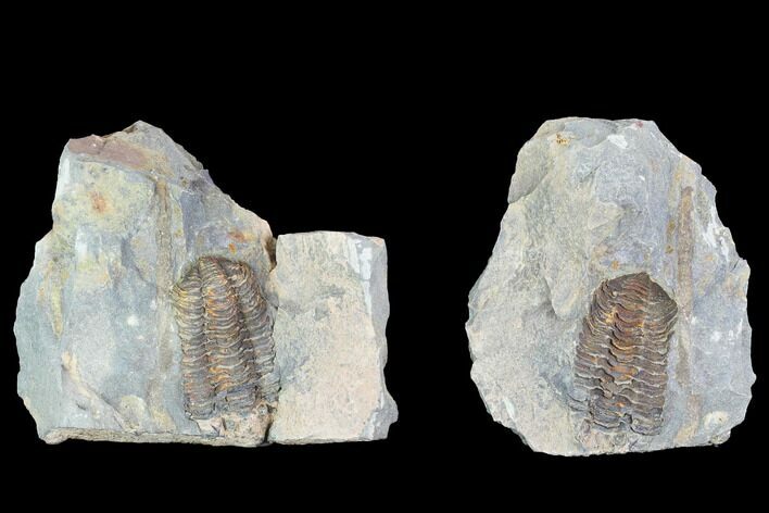 Fossil Calymene Trilobite Nodule - Morocco #100022